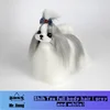 Pelo de cuerpo entero de Shih Tzu gris y blanco.