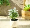 Green Desert Rose Diamond Pot
