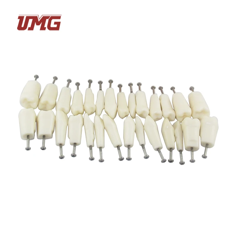 Лидер продаж, модель с перманентными прямолинейными зубами с 28 зубами на металлической основе