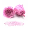 ROSE PINK PURPLE