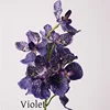 Violeta