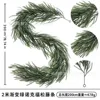 2-meter gradient green Norfolk Pine - 60 heads