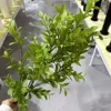 Spray di foglie di menta verde