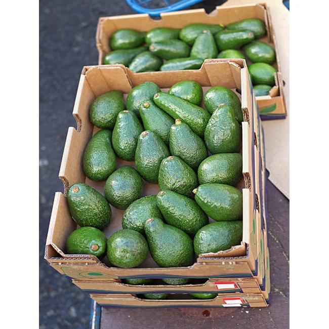 Hot Sale Fresh Premium Avocado From Mexico - High Quality,Best Price ...