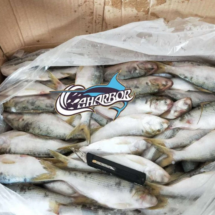 frozen shad for sale near me