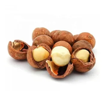 100% High Quality Hot Sell Raw organic export products macadamia nut