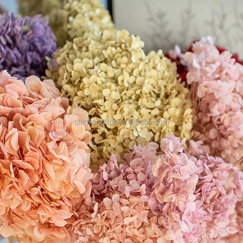 2023 Hot Wholesale Preserved Hydrangea Dried Flowers Bulky Dried Anna