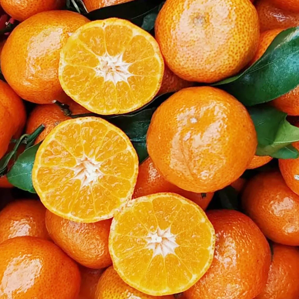 Fresh Organic Mandarin Orange Fresh Sweet Citrus Fruits Nanfeng Orange Baby Mandarin Oranges Direct Wholesale Export From China