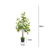 80cm