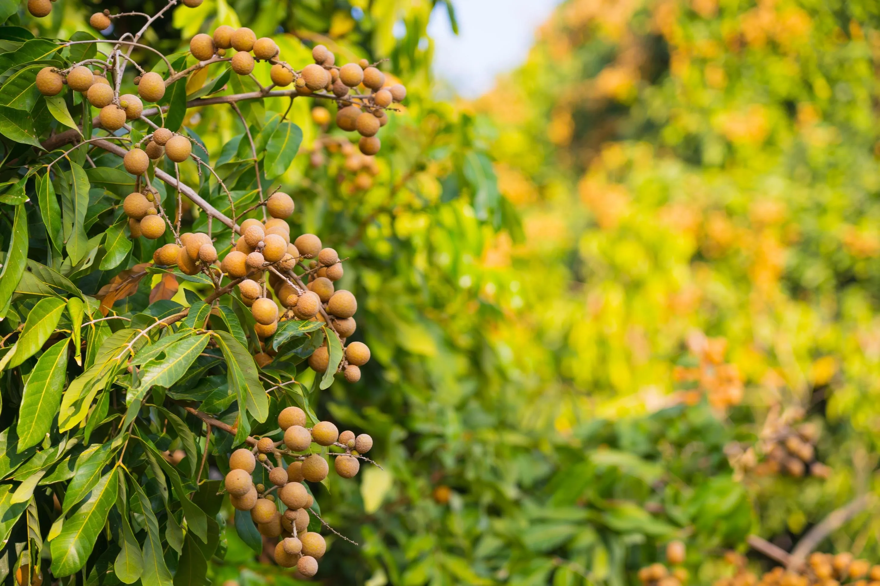 Golden Harvest Delights Premium Cambodian Cashew Nuts Nature's Finest ...