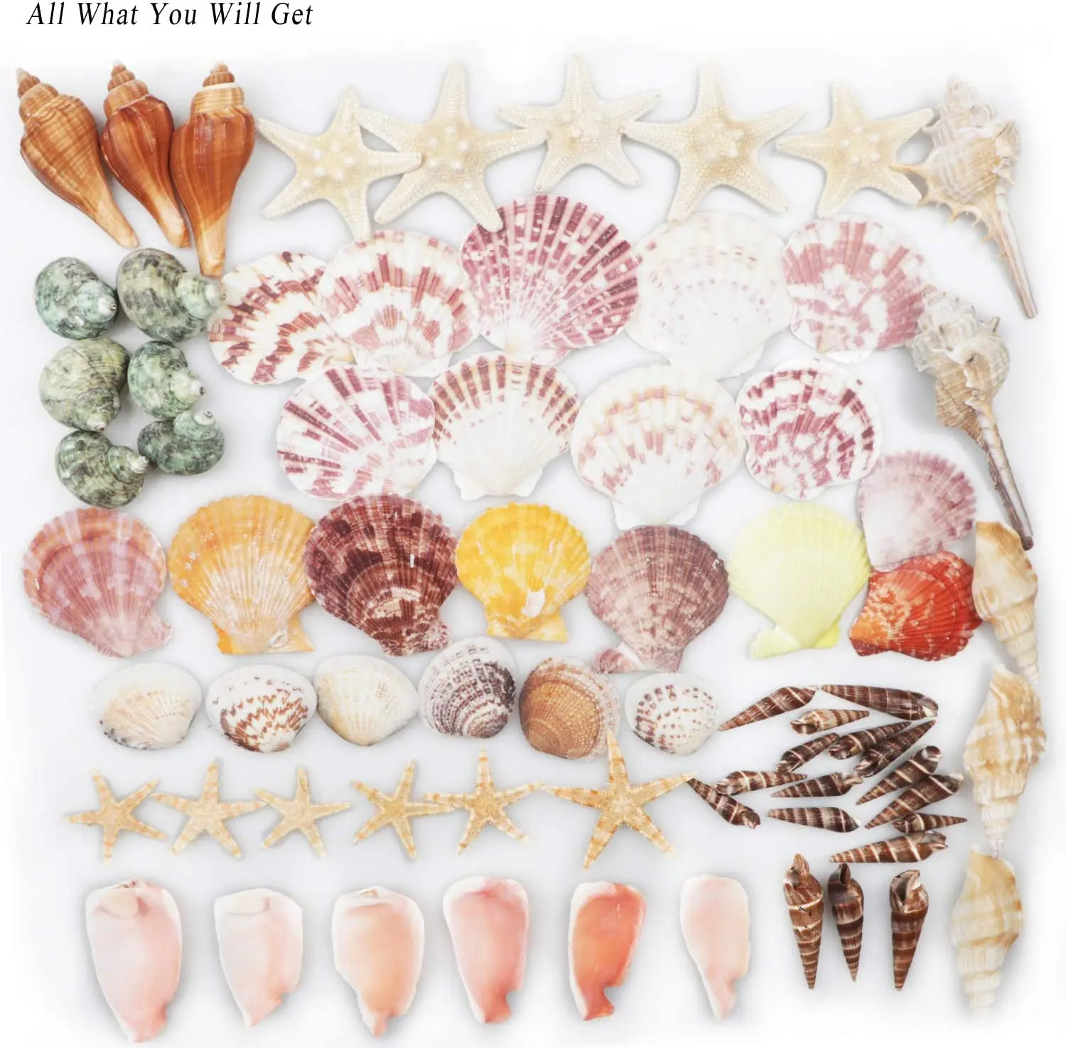 Fangoo 1500pcs Mini Sea Shells Starfish Mixed Beach Small Conch Shells