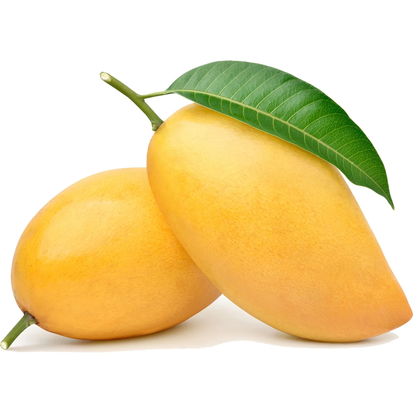 Export Quality Fresh Mango From ...