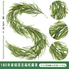 1.8-meter Spring Green Norfolk Pine - 36 heads
