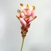 สีชมพู