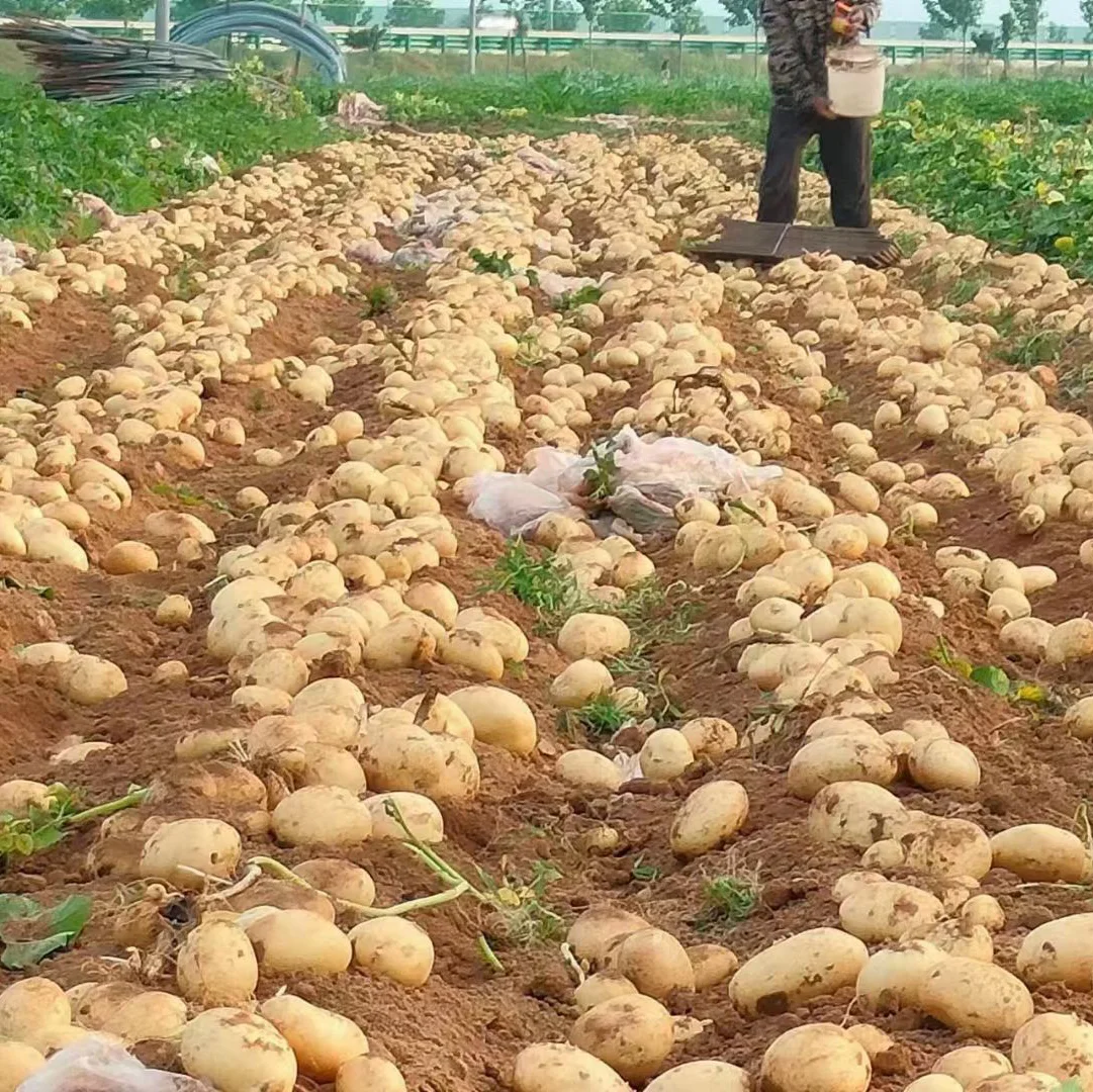 Bodenverbesserer Polyglutaminsure Bio-Organischer Dnger  Boden-Wasser-Retentionsmittel