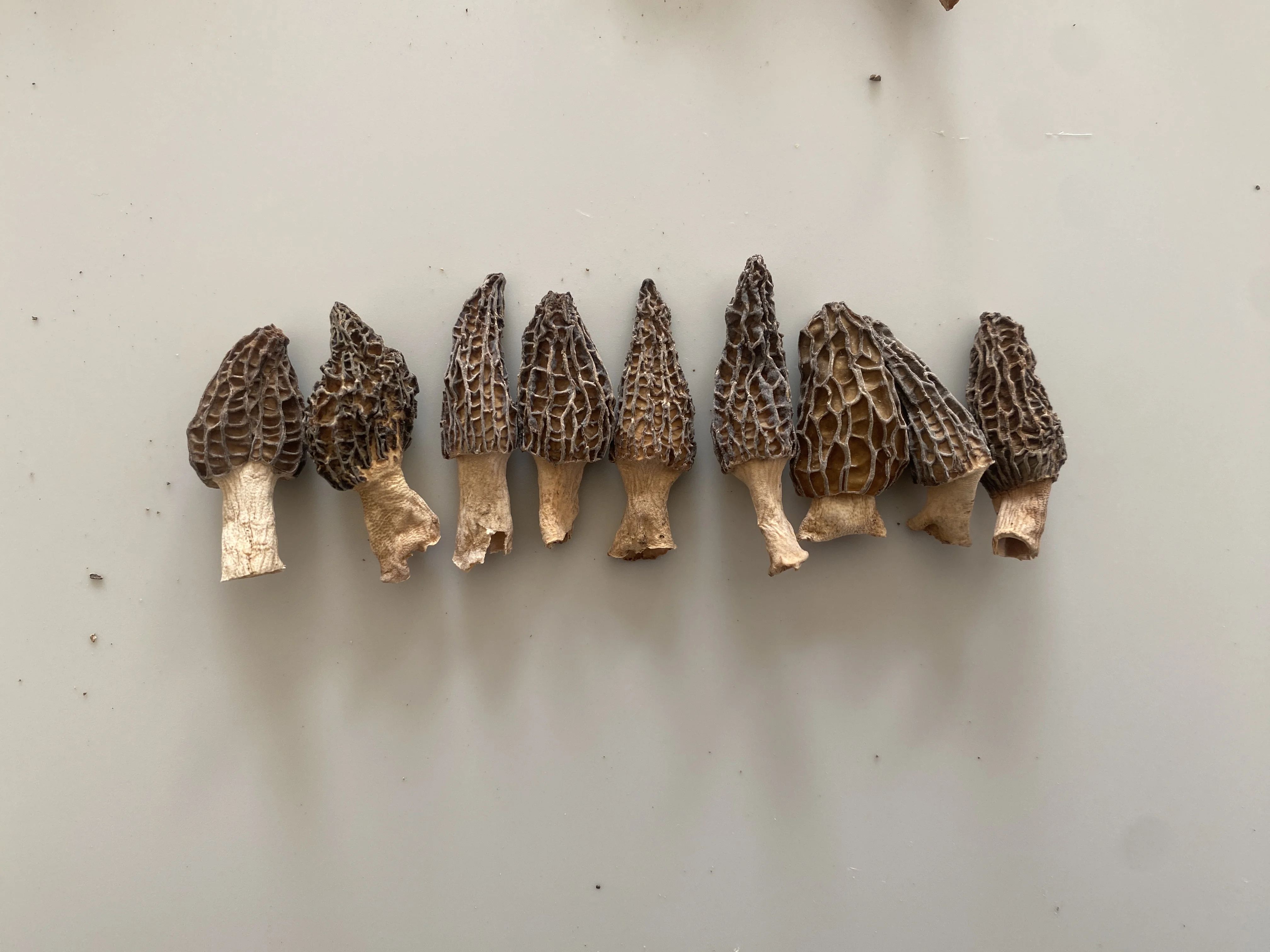 Haoyuan Sessile Morel Mushroom 13cm Dry Mushroom Wholesale Price Black