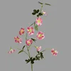Rosa madeira