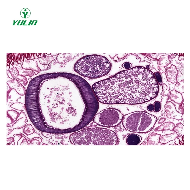 Medical Science Teaching Resources Educational Equipment Animal and Parasitology Microscope Prepared Glass Slides