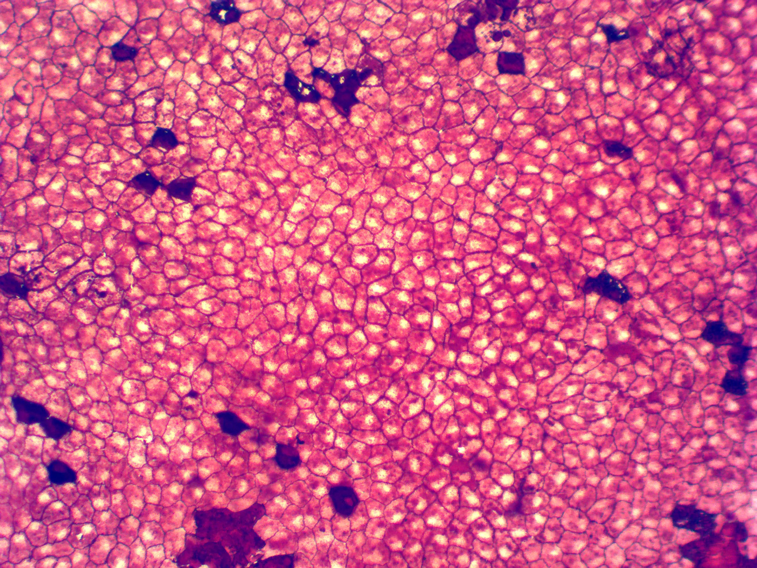 epithelial tissue图片