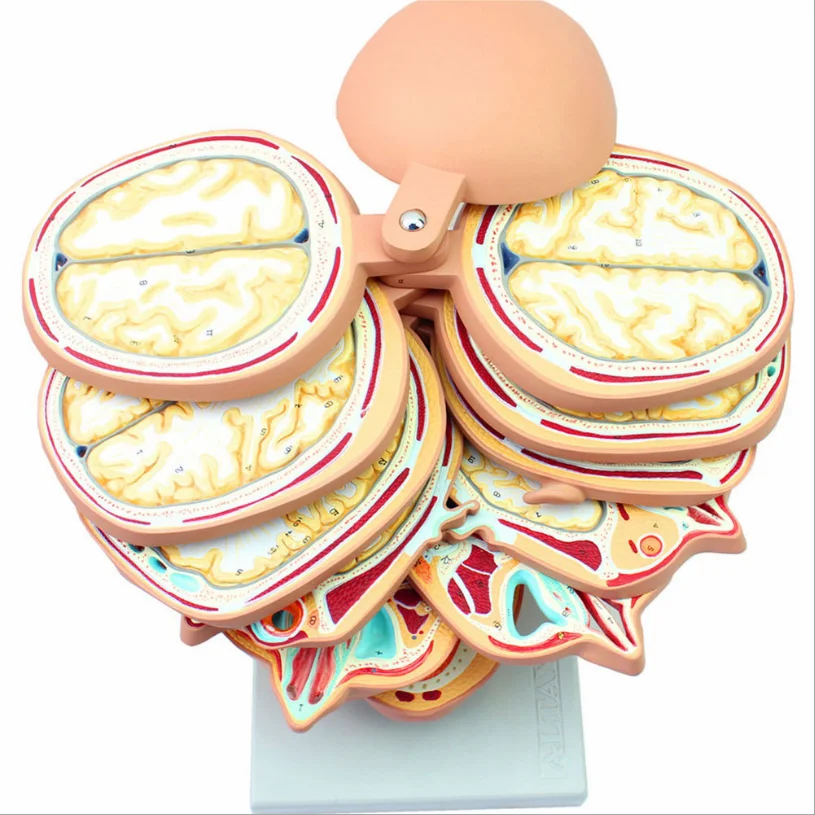 Medical Teaching Model Head Section Model  Horizontal Section 12 Pieces  Human Brain Model Head Anatomy