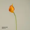 Coffee mini calla lily