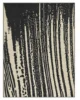 La Silhouette di Bark