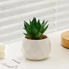 Aloe de rocío de copo de nieve verde
