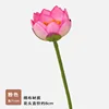 Singolo piccolo rosa loto