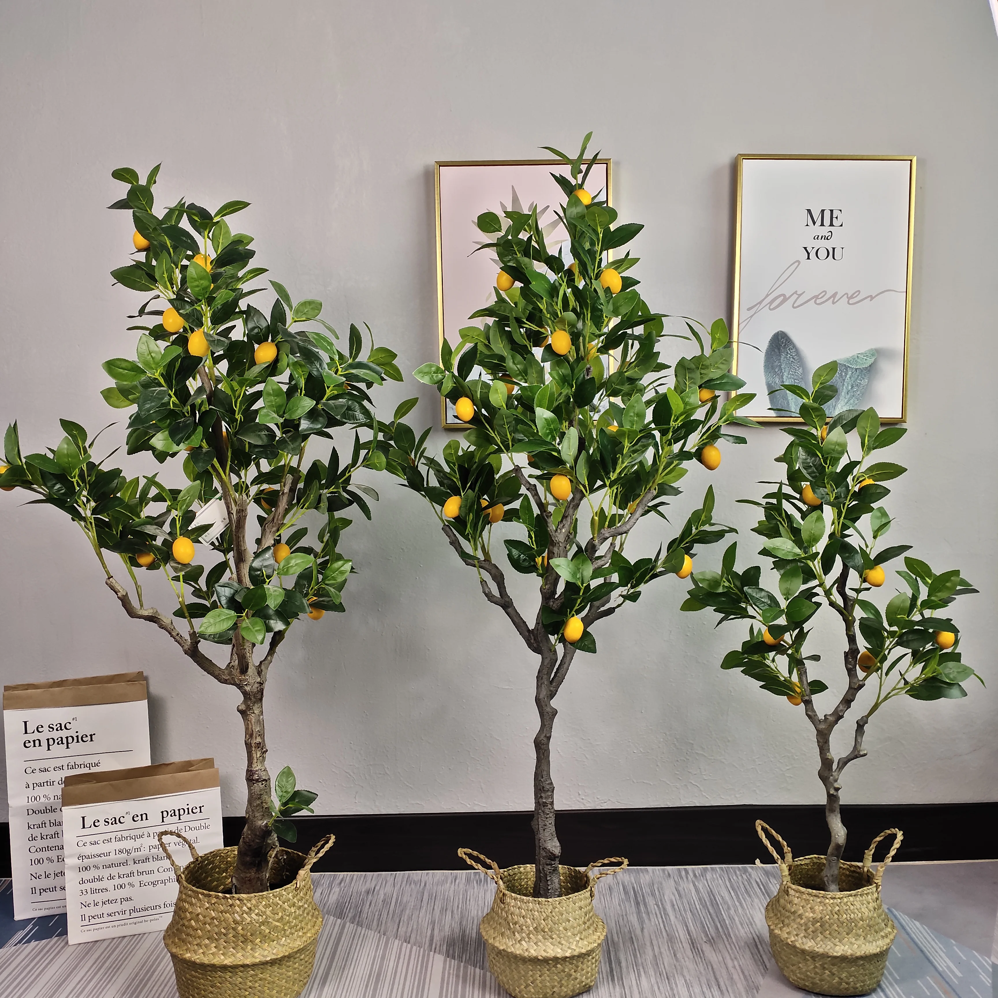 ficus microcarpa ginseng bonsai care Ficus Ginseng – Elegant Bonsai-Style Houseplant