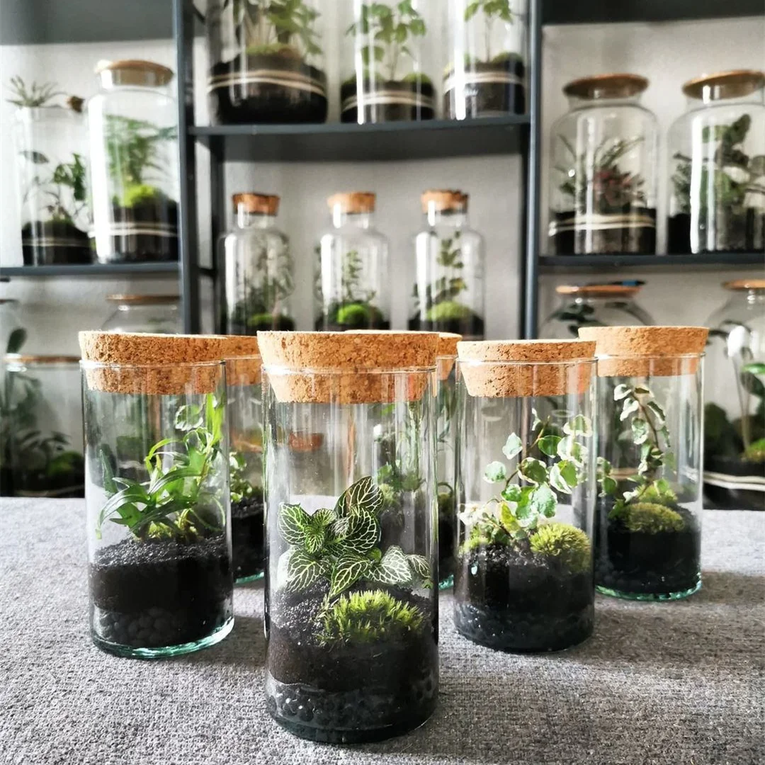 OEM Terrarium Hydroponic Plant Cylinder Vase Moss Terrarium Home Decor  Tabletop DIY Forest Planter Glass with Lid for Indoor