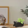 Pianta in vaso di gatto