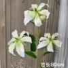 Galanthus bianco