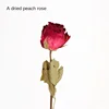 A Peach Rose [Send a Bundle of Flowers, Leaves and Hemp Rope]]