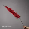 Single Cymbidium