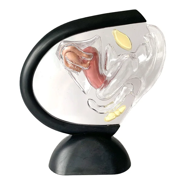 Human Transparent Uterus Anatomical Models Life Size Female Reproductive Teaching Models Human Visible Uterus Learning Models