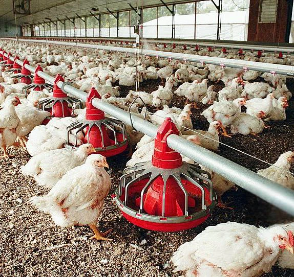 Ejoy Fully Automatic Tunnel Vent Poultry Farm Equipment Design Broiler Chicken Breeding System for Sale