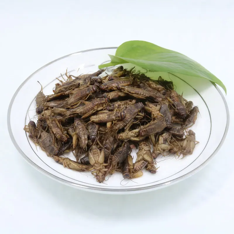 High Protein Edible Cricket Animal Feed Pet Food Eco Fresh Cricket ... - Dehydrated Cricket Protein For Reptiles