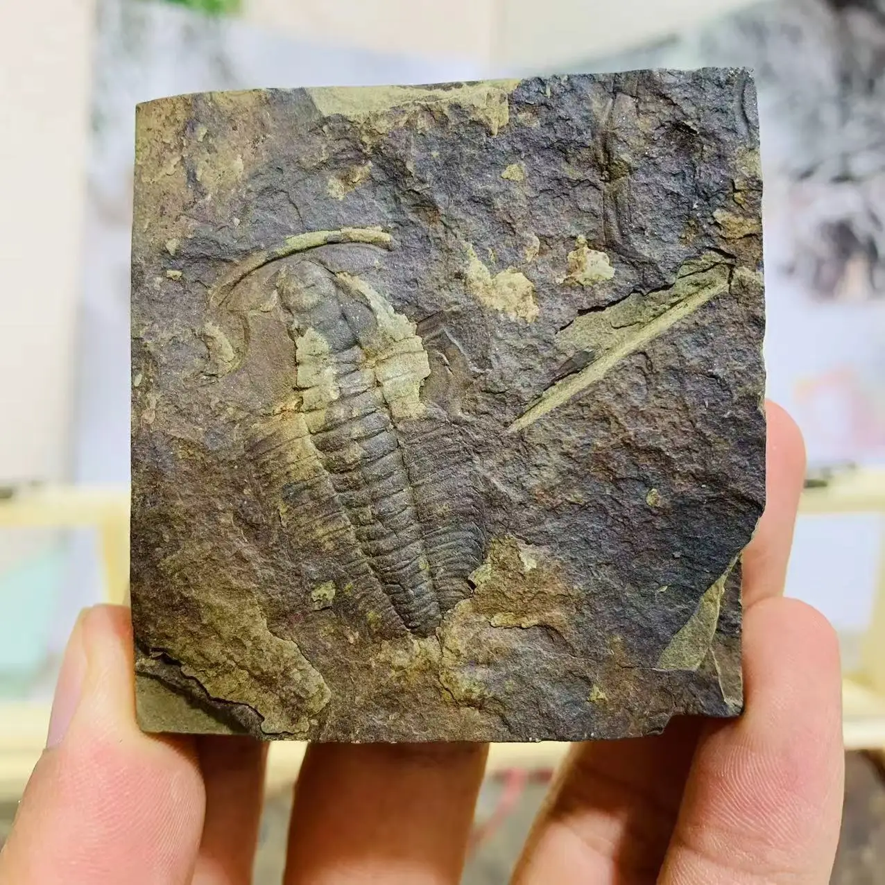 Wholesale Price Natural fossil Science Popularization Gifts Trilobite in Box for Collection Gift