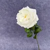 สีขาว