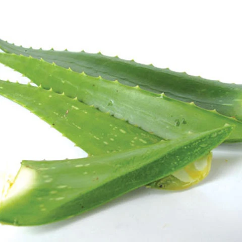 single aloe vera leaf