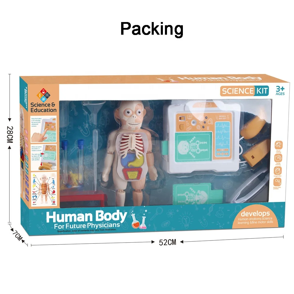 STEM Science Educational Toy Human Body Organs Model DIY Assembled 3D Torso Organ Kit Simulate Medical B Ultrasound Labs Toy
