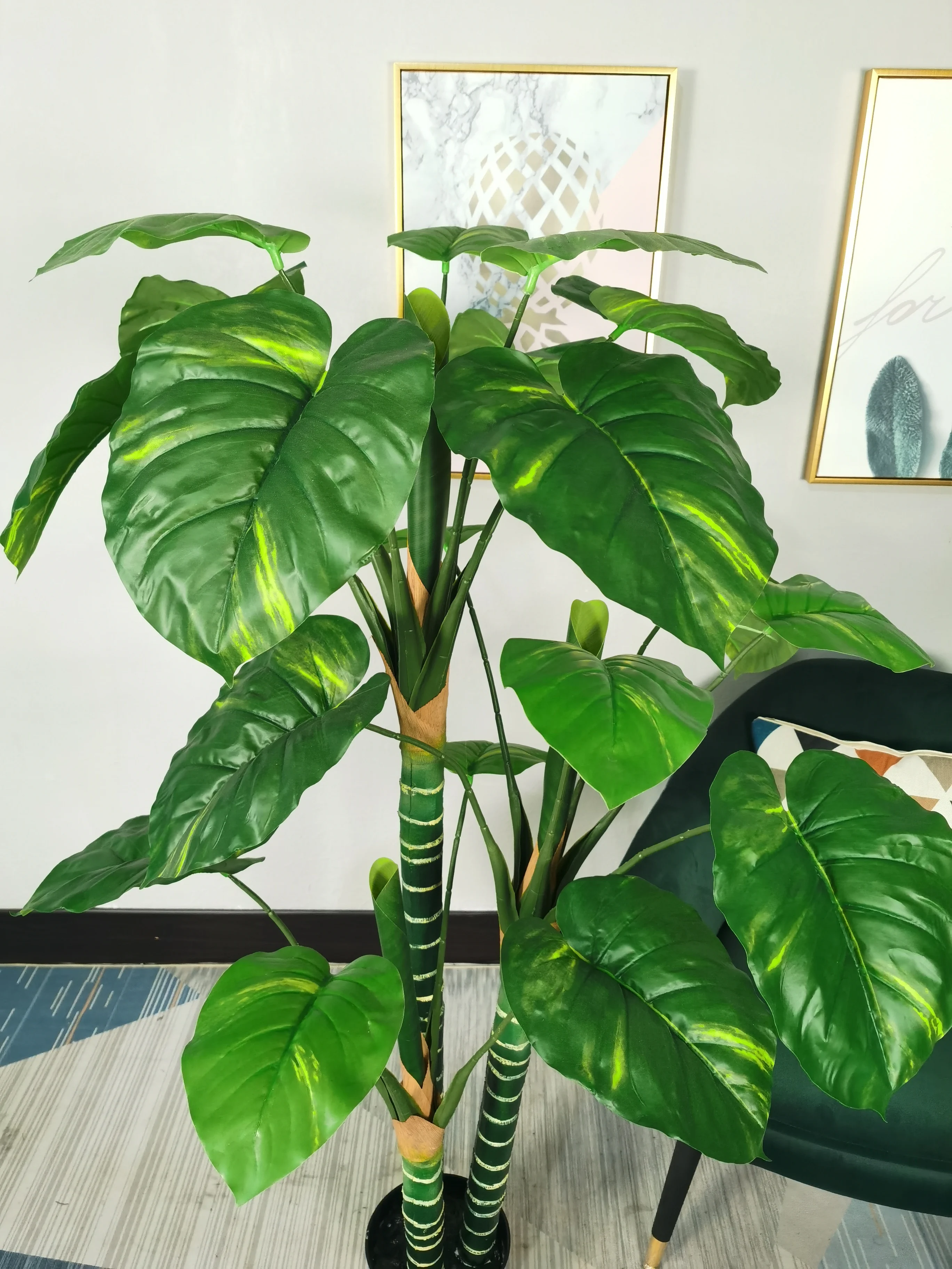 bowstring hemp snake plant Sansevieria Masoniana (Shark fin Whale fin) main image 0