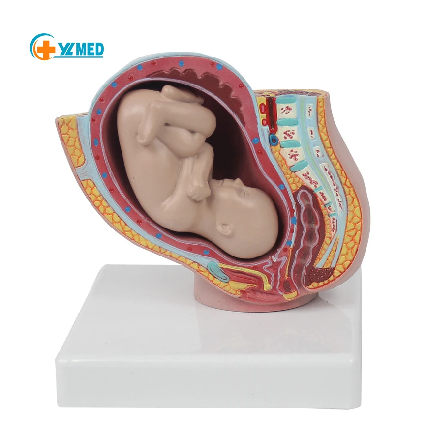 Репродуктивная система ПВХ эмульсионная модель таза человека и ребенка небольшого размера