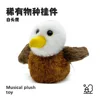 White-headed eagle-sings-learning to speak-flaps wings-talking