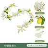 Canne au citron papillon de printemps A