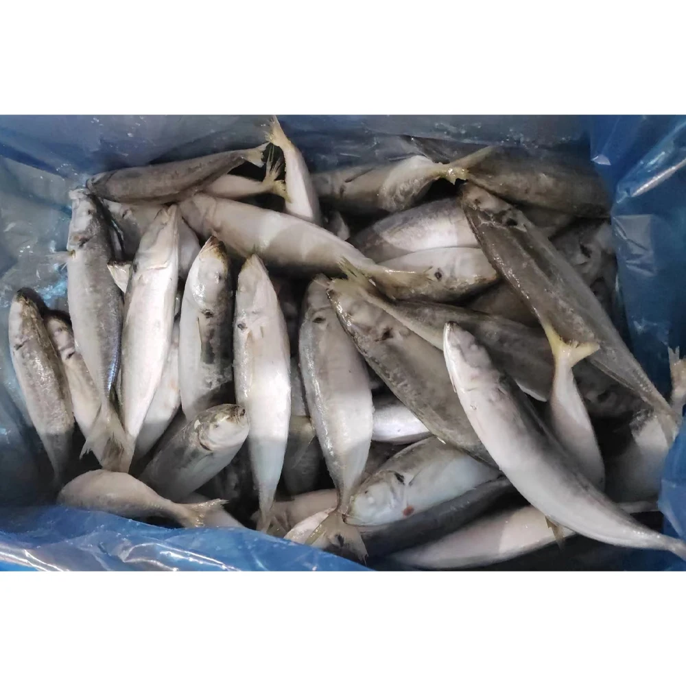Frozen-mackerel-fish Mackerel Fish in China Frozen Horse Mackerel Supplier