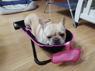 cama mecedora para perros