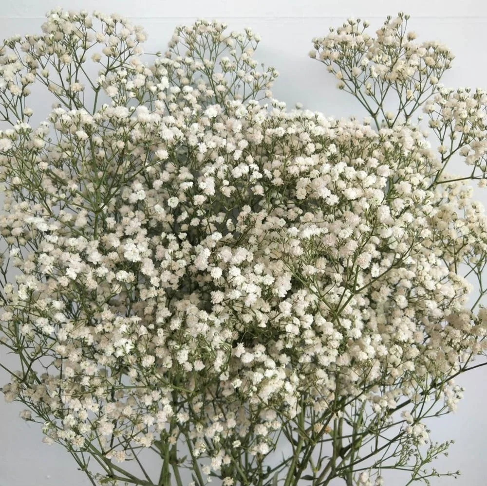 
Консервированный цветок babysbreath для домашней цветочной композиции, 1 комплект из 100-120 граммов для изготовления изделий ручной работы 
