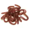 earthworm