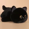 Black cat